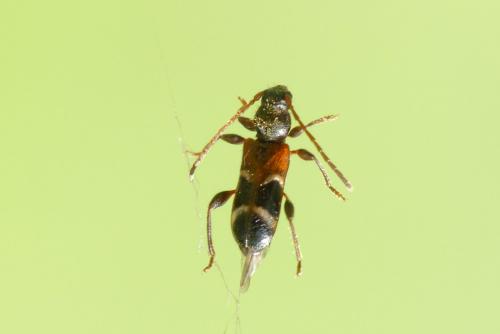 Réf. 281 355 : Poecilium alni